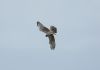 Montagu's Harrier at Wallasea Island (RSPB) (Steve Arlow) (73874 bytes)